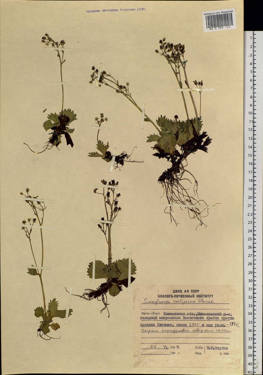 Micranthes calycina (Sternb.) Gornall & H.Ohba, Siberia, Chukotka & Kamchatka (S7) (Russia)