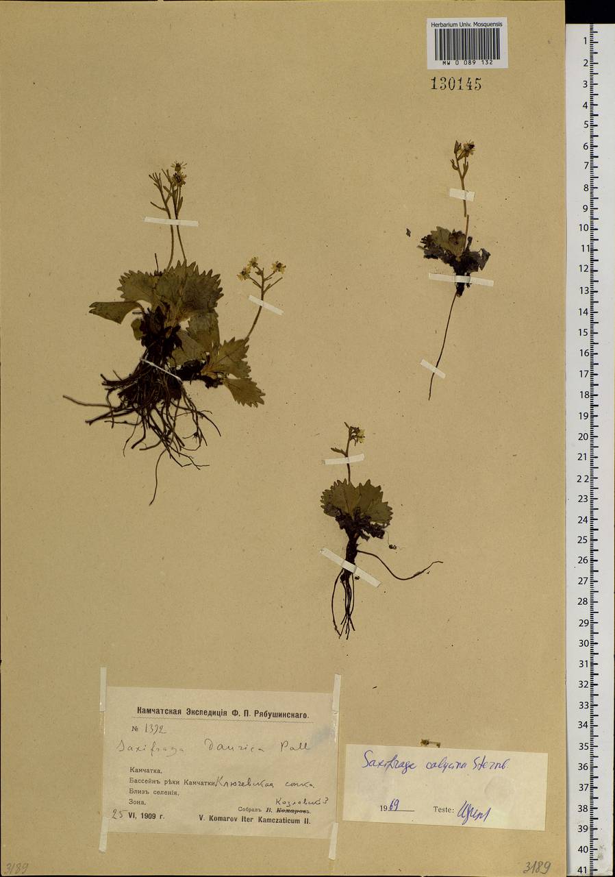 Micranthes calycina (Sternb.) Gornall & H.Ohba, Siberia, Chukotka & Kamchatka (S7) (Russia)