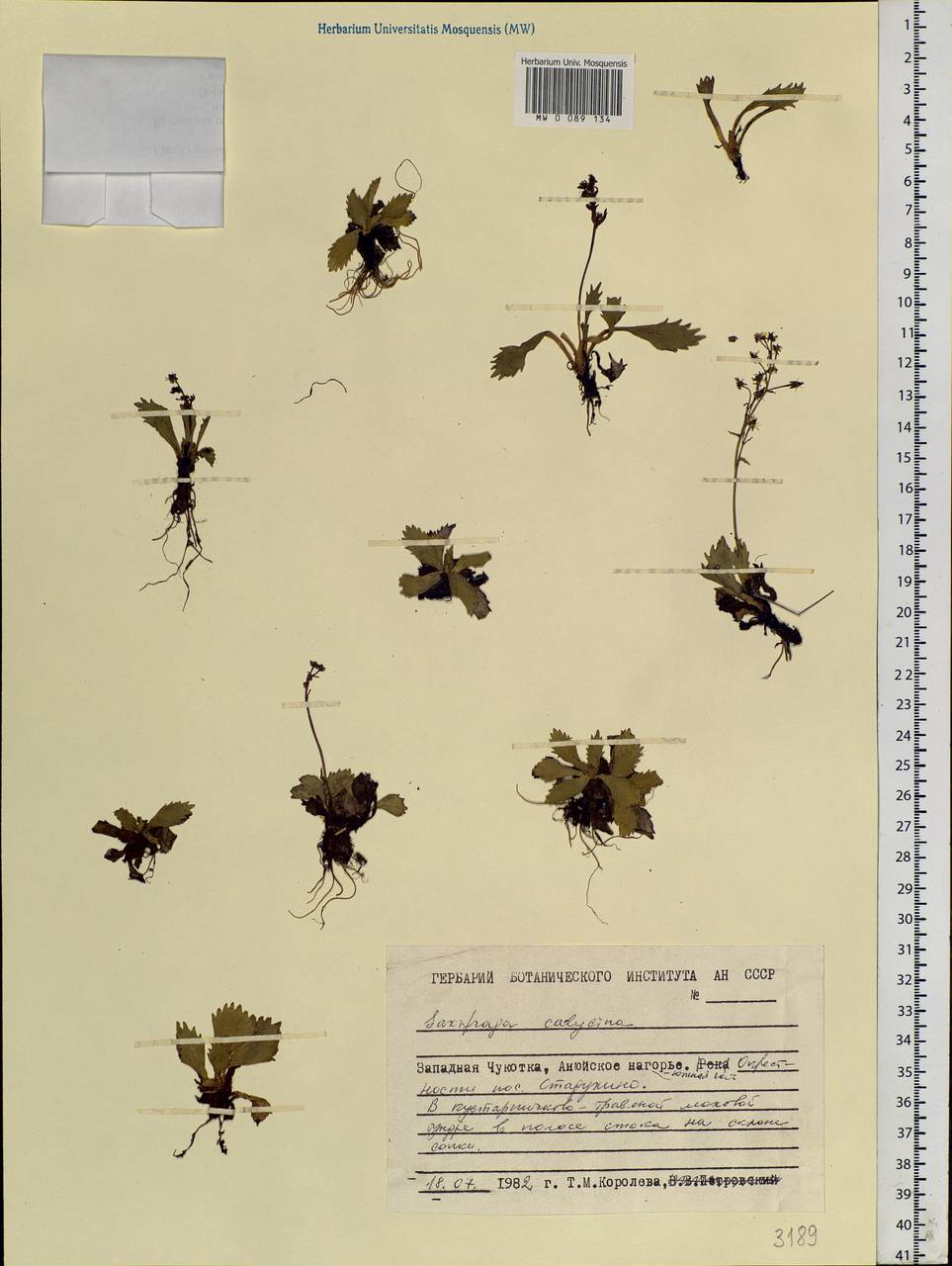 Micranthes calycina (Sternb.) Gornall & H.Ohba, Siberia, Chukotka & Kamchatka (S7) (Russia)