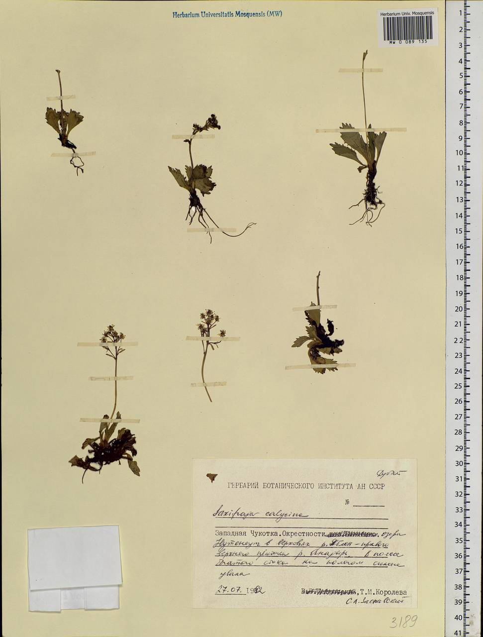 Micranthes calycina (Sternb.) Gornall & H.Ohba, Siberia, Chukotka & Kamchatka (S7) (Russia)