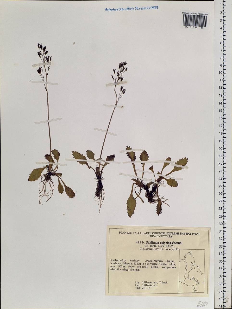 Micranthes calycina (Sternb.) Gornall & H. Ohba, Siberia, Russian Far East (S6) (Russia)
