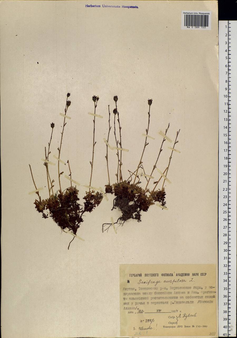 Saxifraga cespitosa, Siberia, Yakutia (S5) (Russia)