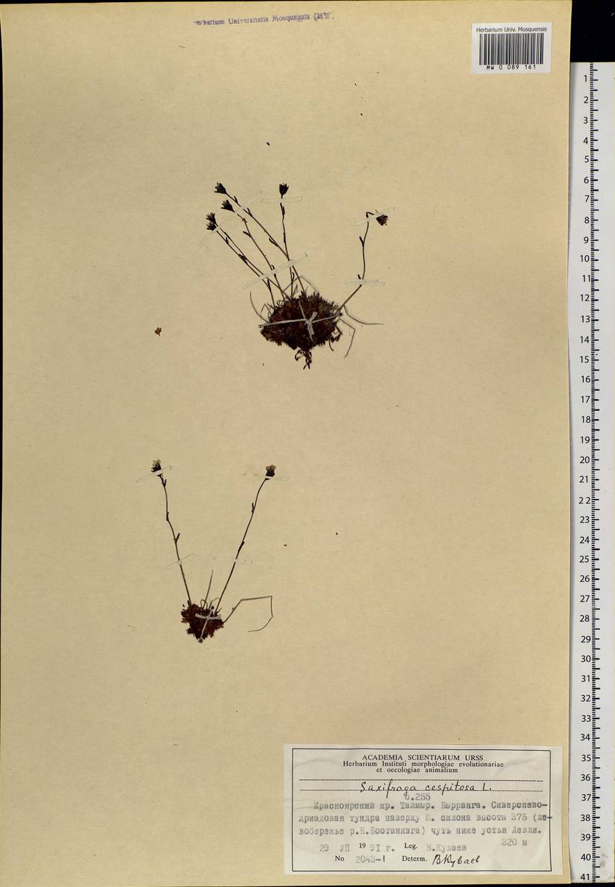 Saxifraga cespitosa, Siberia, Central Siberia (S3) (Russia)