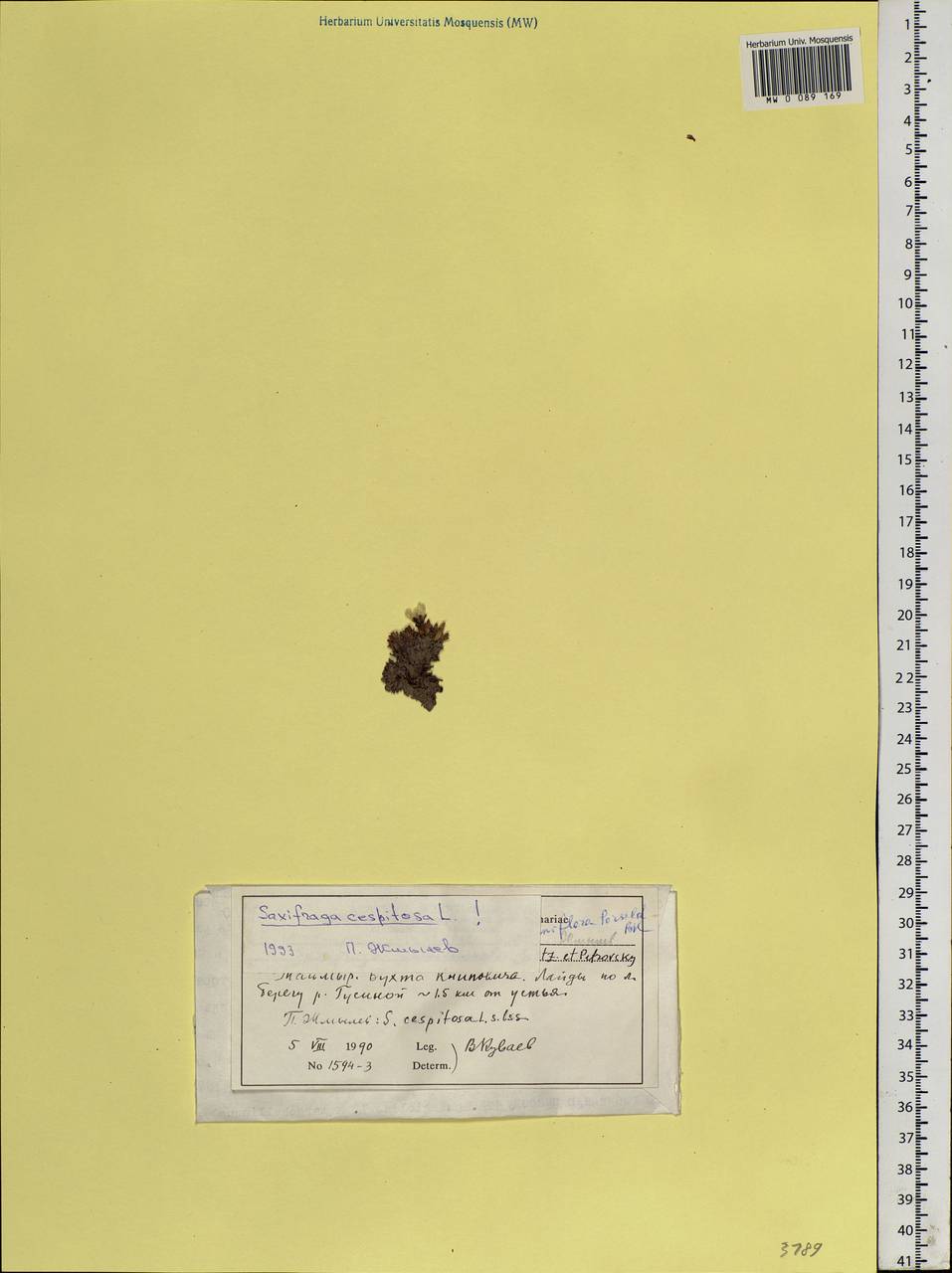 Saxifraga cespitosa, Siberia, Central Siberia (S3) (Russia)
