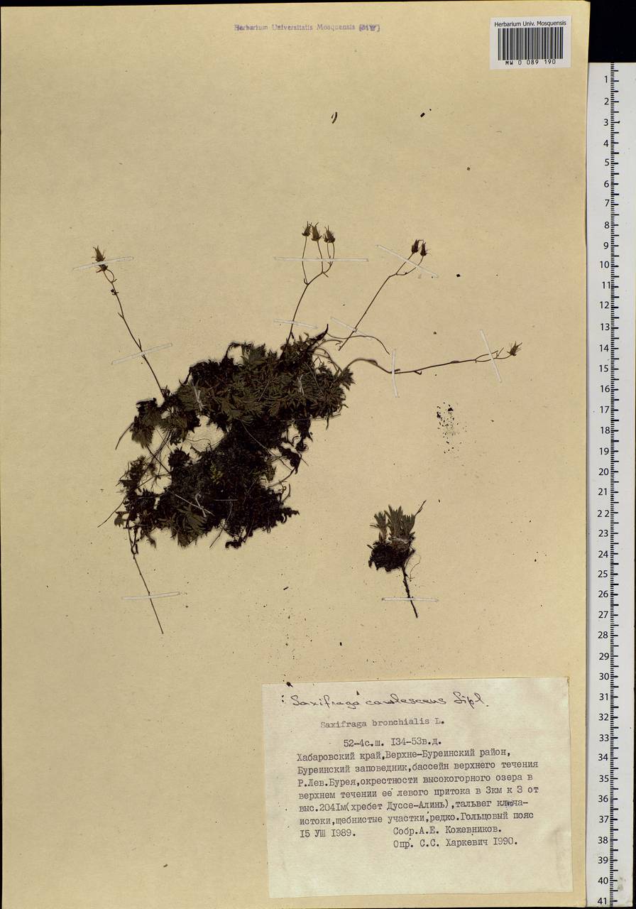 Saxifraga bronchialis, Siberia, Russian Far East (S6) (Russia)