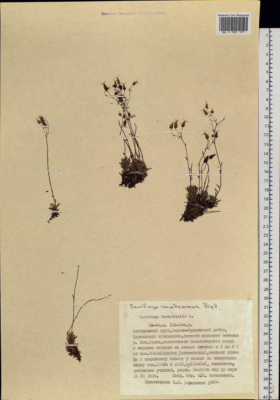 Saxifraga bronchialis, Siberia, Russian Far East (S6) (Russia)