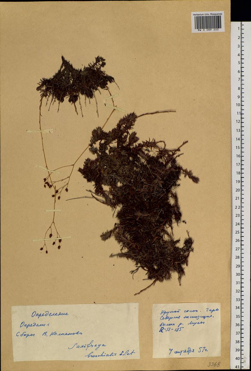 Saxifraga bronchialis L., Siberia, Yakutia (S5) (Russia)