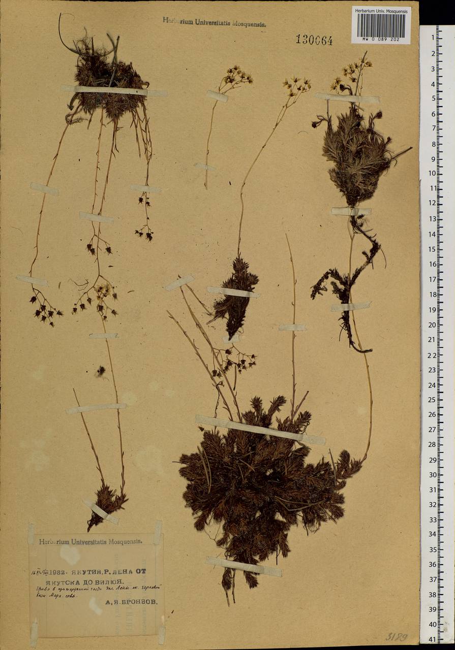 Saxifraga bronchialis, Siberia, Yakutia (S5) (Russia)