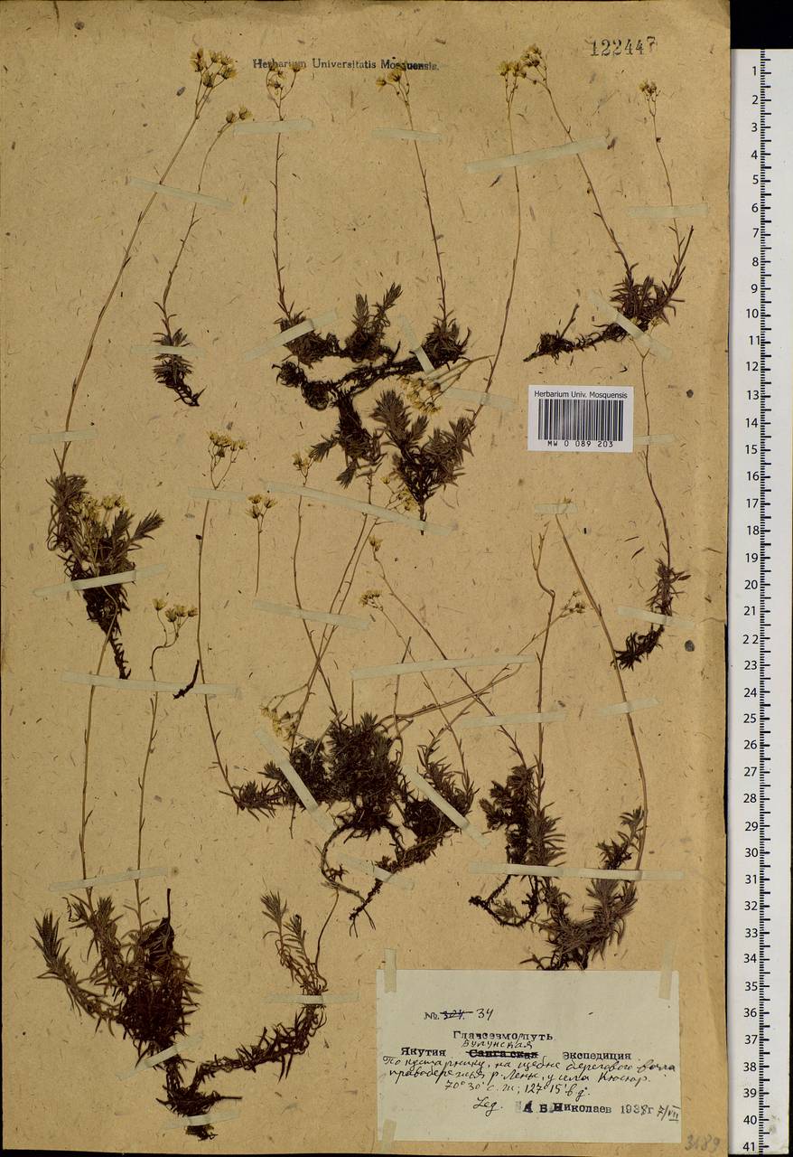 Saxifraga bronchialis, Siberia, Yakutia (S5) (Russia)