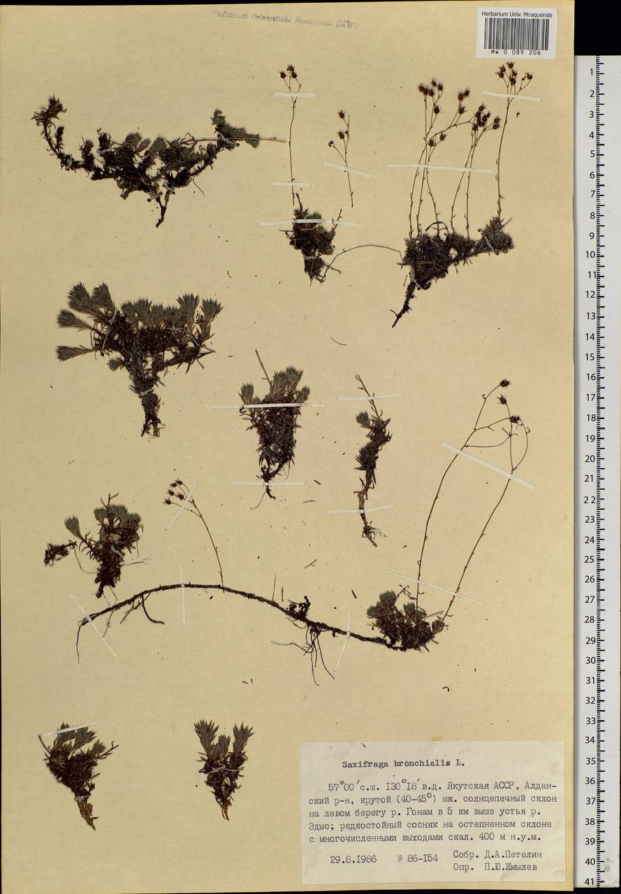 Saxifraga bronchialis L., Siberia, Yakutia (S5) (Russia)