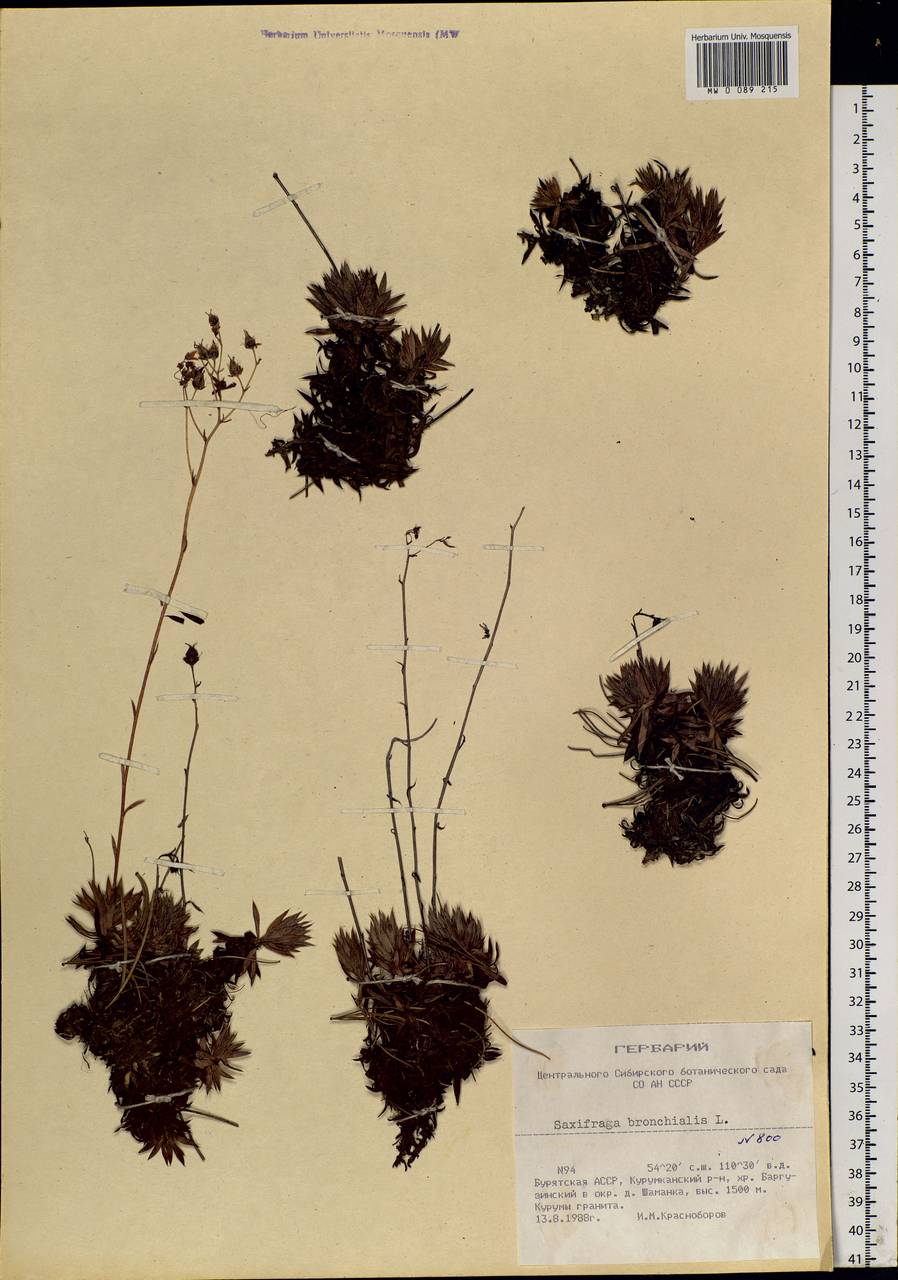 Saxifraga bronchialis, Siberia, Baikal & Transbaikal region (S4) (Russia)