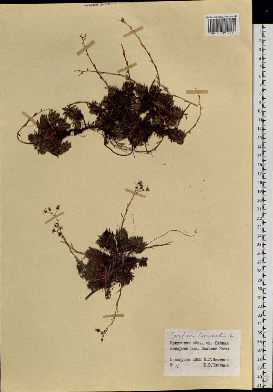 Saxifraga bronchialis, Siberia, Baikal & Transbaikal region (S4) (Russia)