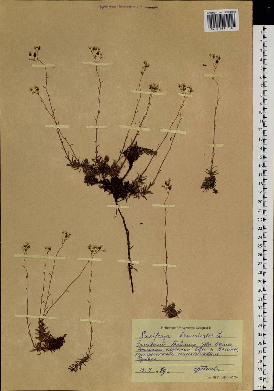 Saxifraga bronchialis, Siberia, Central Siberia (S3) (Russia)