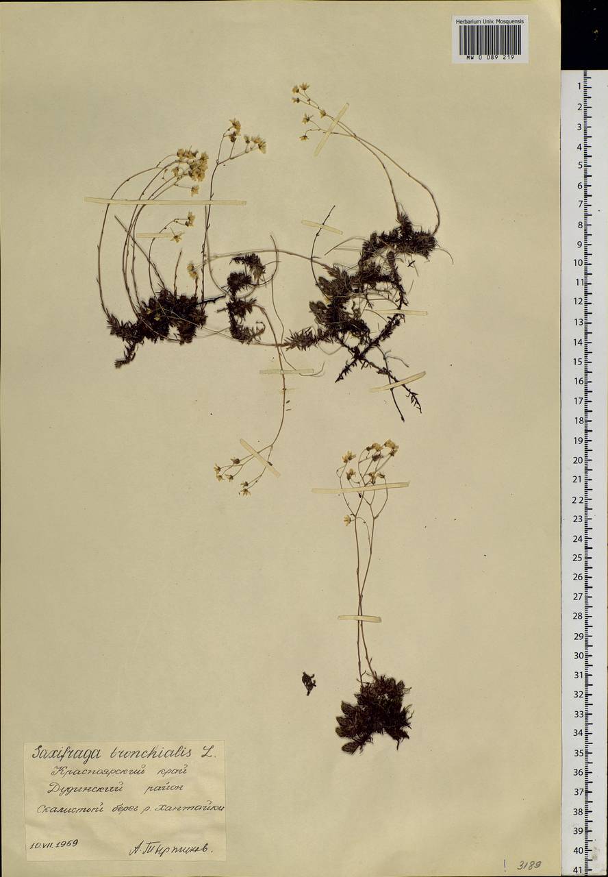 Saxifraga bronchialis, Siberia, Central Siberia (S3) (Russia)