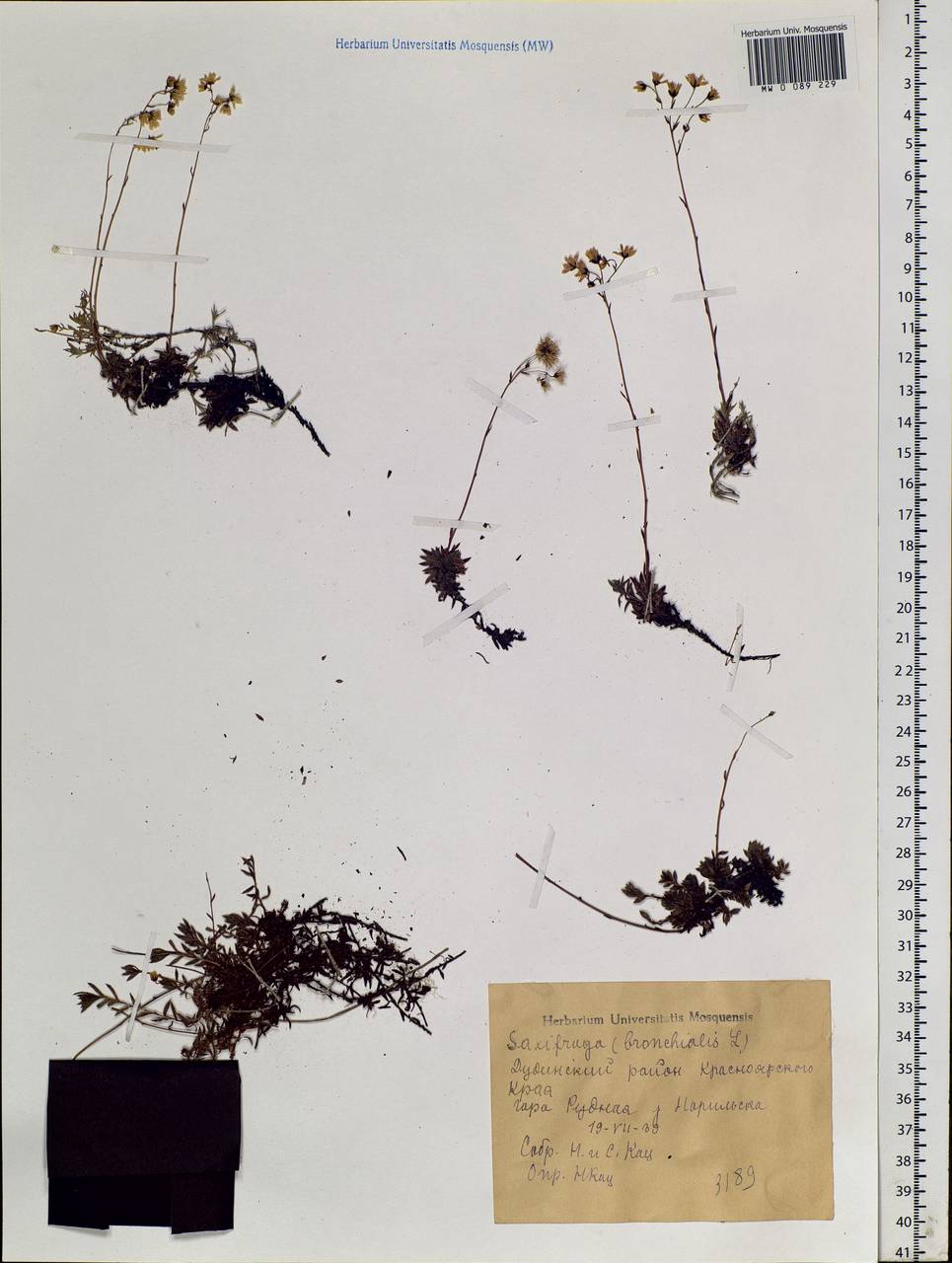 Saxifraga bronchialis L., Siberia, Central Siberia (S3) (Russia)