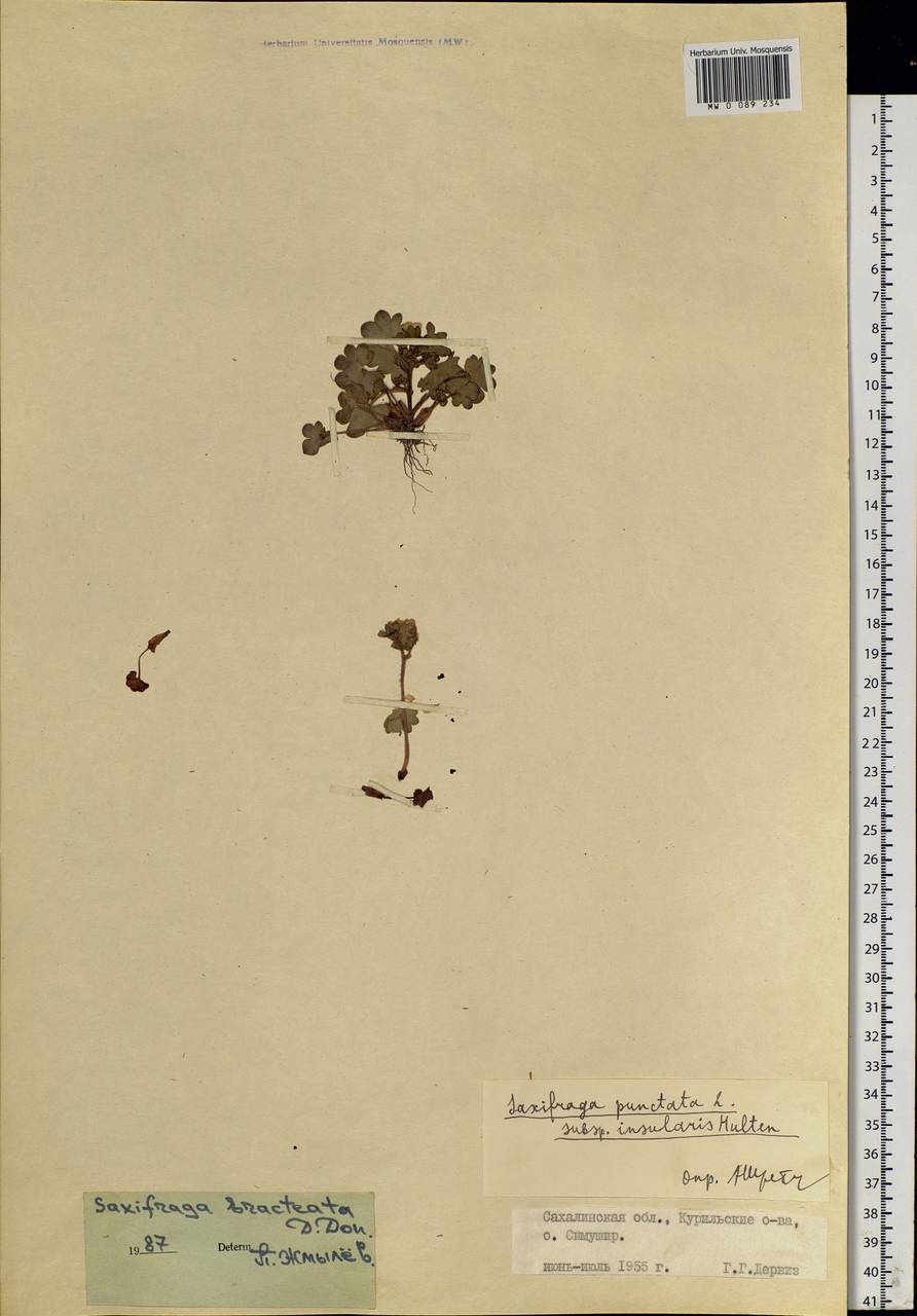 Saxifraga bracteata D. Don, Siberia, Russian Far East (S6) (Russia)
