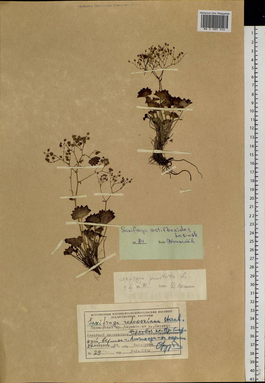 Micranthes astilbeoides (Losinsk.) Tkach, Siberia, Russian Far East (S6) (Russia)