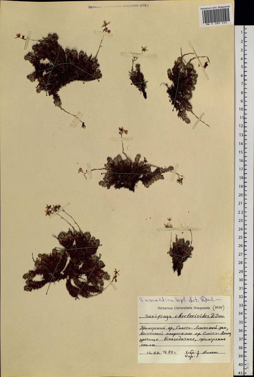 Saxifraga bronchialis subsp. cherlerioides (D. Don) Hult., Siberia, Russian Far East (S6) (Russia)