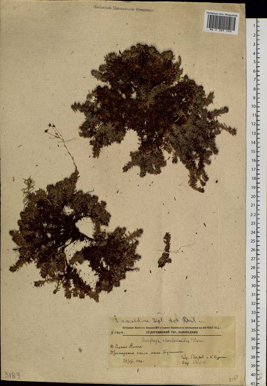 Saxifraga bronchialis subsp. cherlerioides (D. Don) Hult., Siberia, Russian Far East (S6) (Russia)