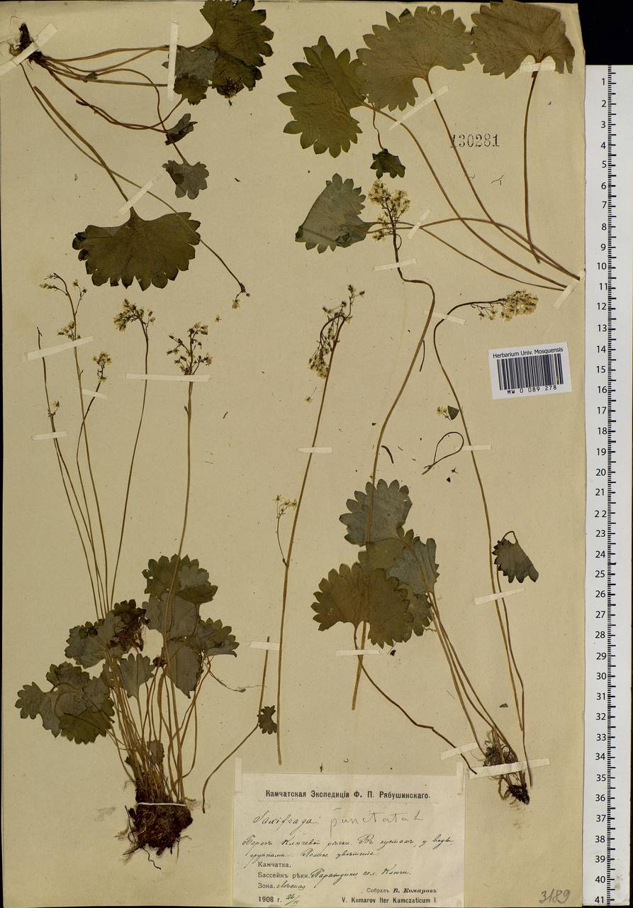 Micranthes nelsoniana subsp. aestivalis (Fisch. & C. A. Mey.) Elven & D. F. Murray, Siberia, Chukotka & Kamchatka (S7) (Russia)