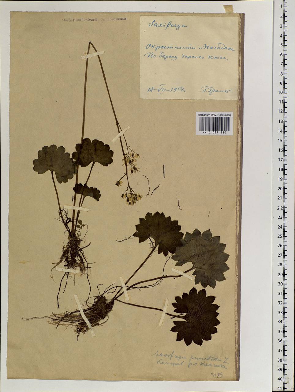 Micranthes nelsoniana subsp. aestivalis (Fisch. & C. A. Mey.) Elven & D. F. Murray, Siberia, Chukotka & Kamchatka (S7) (Russia)