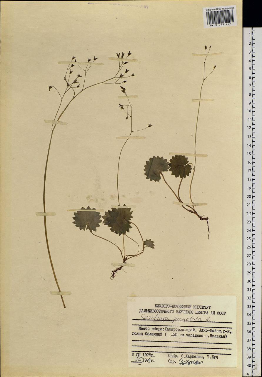 Micranthes nelsoniana subsp. aestivalis (Fisch. & C. A. Mey.) Elven & D. F. Murray, Siberia, Russian Far East (S6) (Russia)