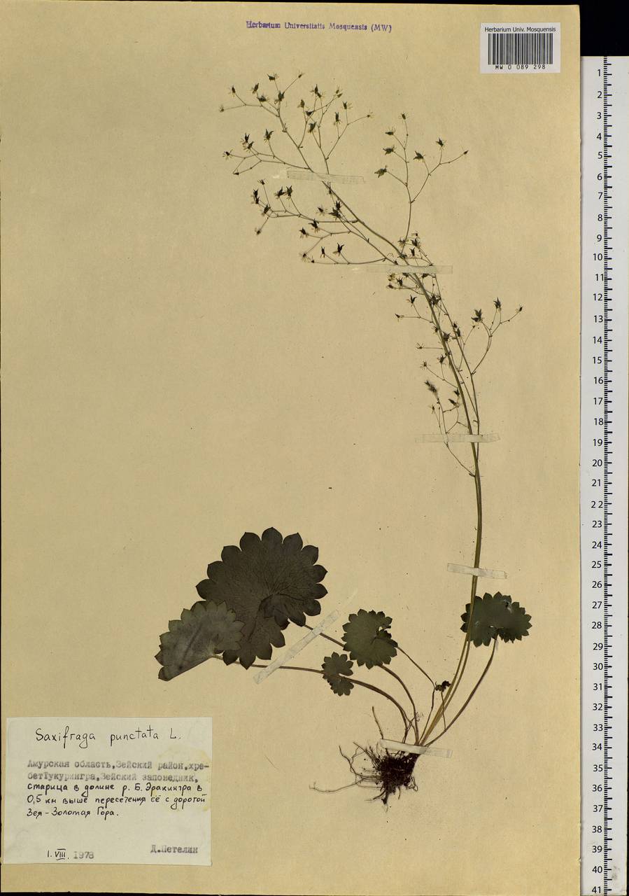 Micranthes nelsoniana subsp. aestivalis (Fisch. & C. A. Mey.) Elven & D. F. Murray, Siberia, Russian Far East (S6) (Russia)