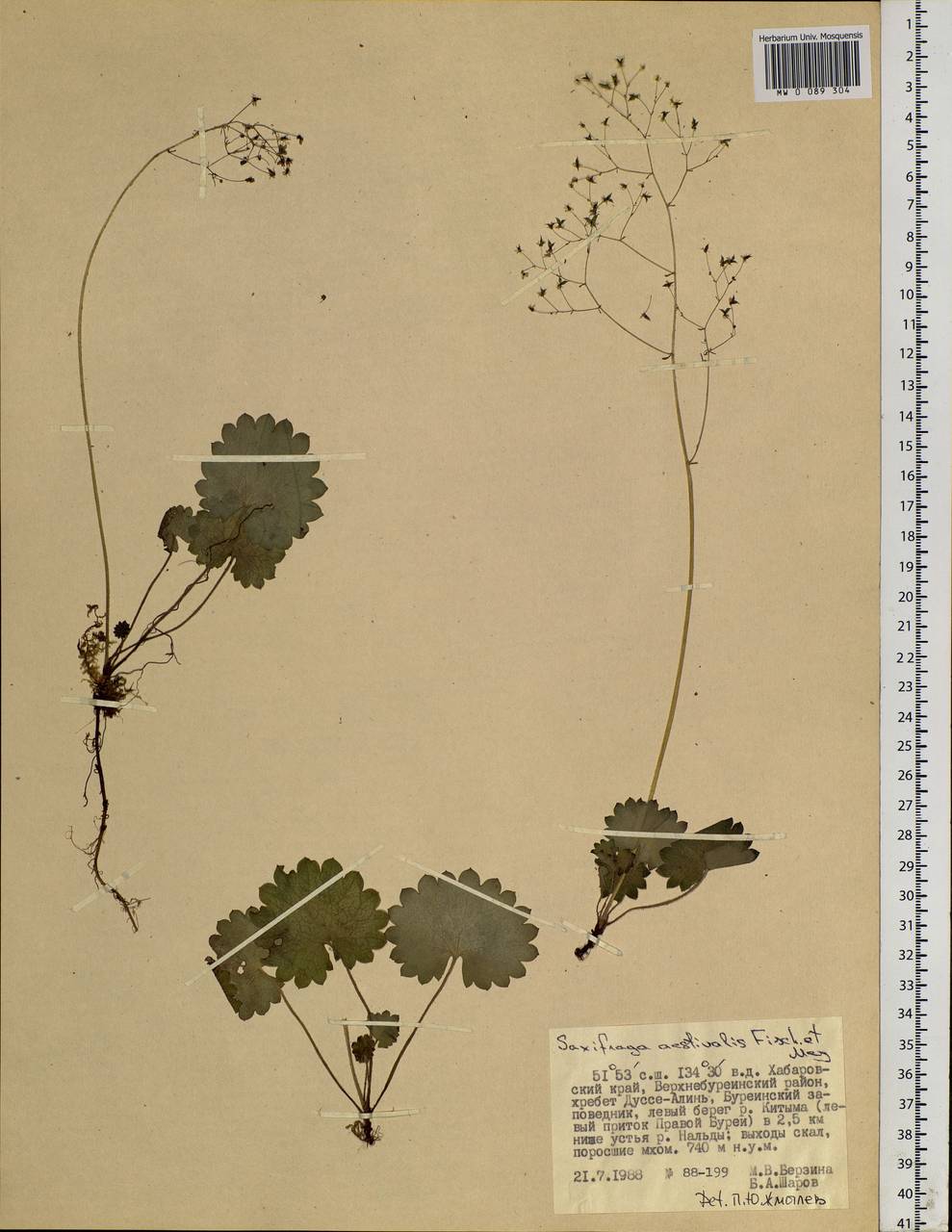 Micranthes nelsoniana subsp. aestivalis (Fisch. & C. A. Mey.) Elven & D. F. Murray, Siberia, Russian Far East (S6) (Russia)