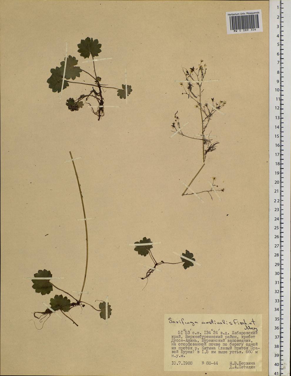 Micranthes nelsoniana subsp. aestivalis (Fisch. & C. A. Mey.) Elven & D. F. Murray, Siberia, Russian Far East (S6) (Russia)