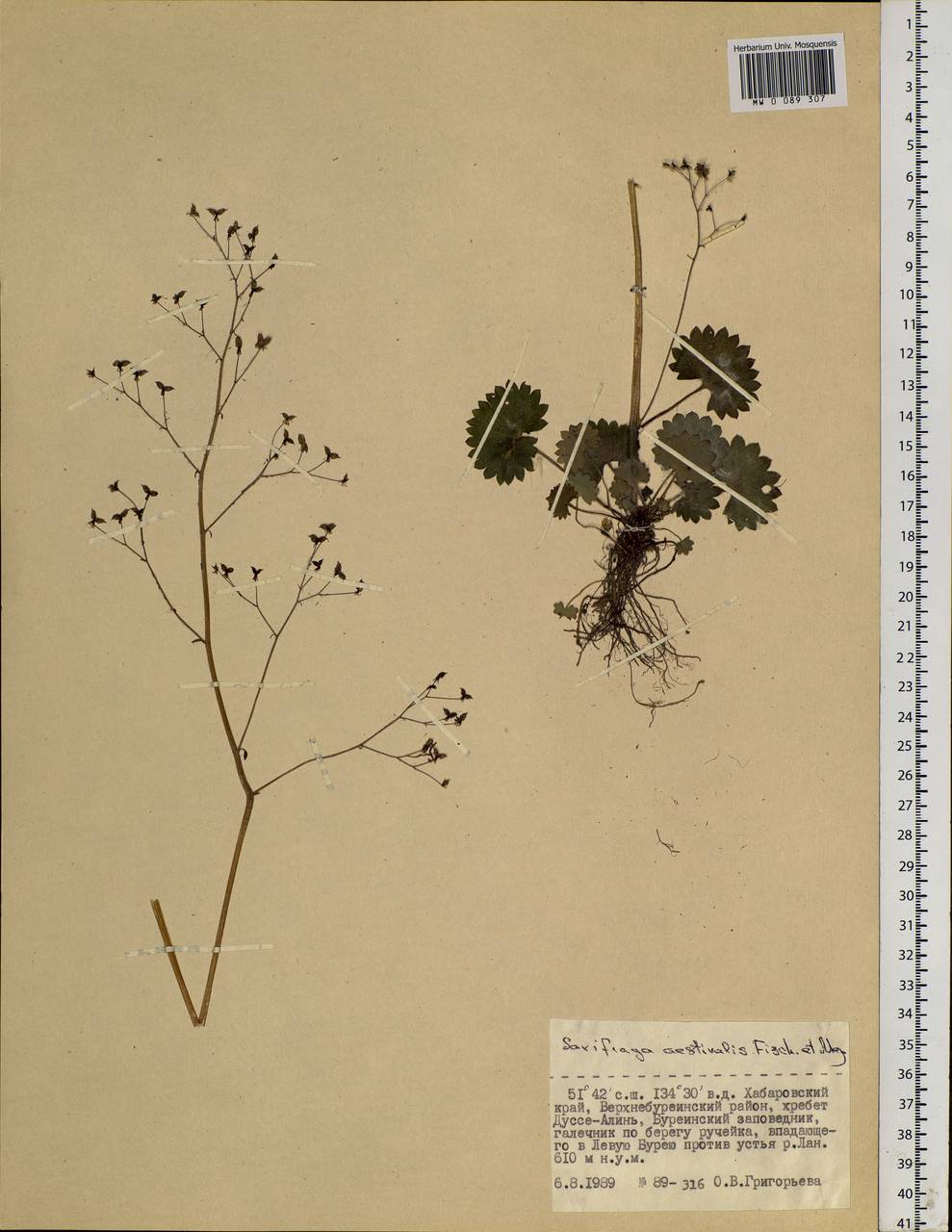Micranthes nelsoniana subsp. aestivalis (Fisch. & C.A.Mey.) Elven & D.F.Murray, Siberia, Russian Far East (S6) (Russia)