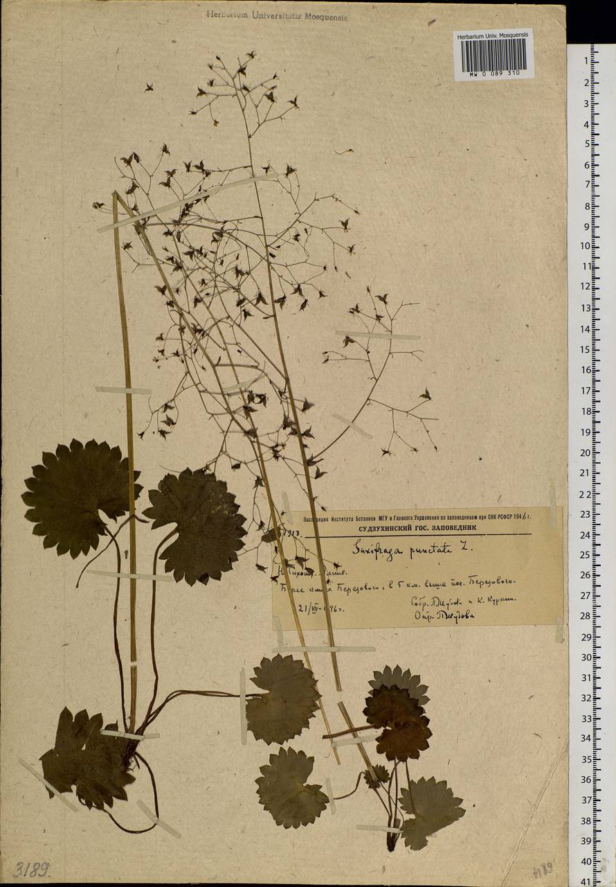 Micranthes nelsoniana subsp. aestivalis (Fisch. & C. A. Mey.) Elven & D. F. Murray, Siberia, Russian Far East (S6) (Russia)