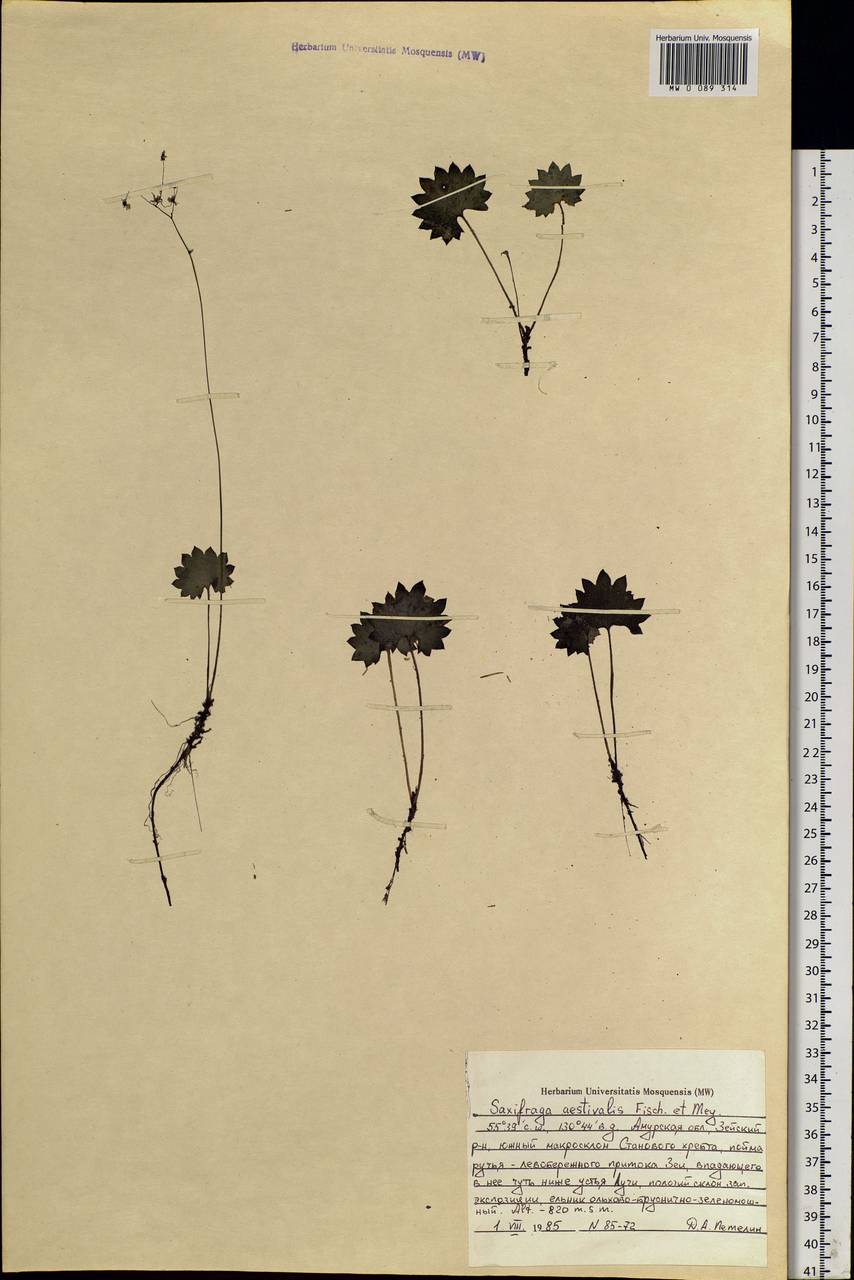 Micranthes nelsoniana subsp. aestivalis (Fisch. & C. A. Mey.) Elven & D. F. Murray, Siberia, Russian Far East (S6) (Russia)