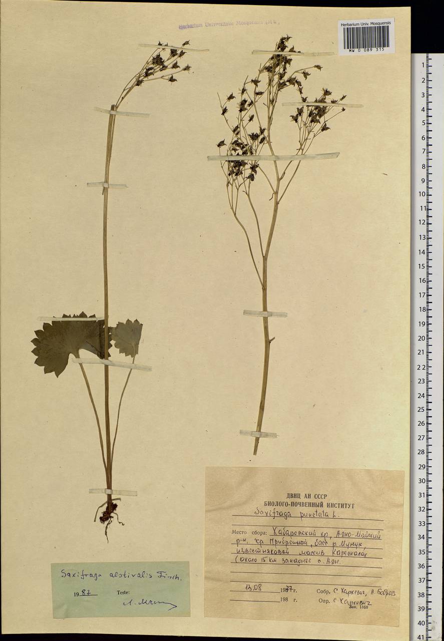 Micranthes nelsoniana subsp. aestivalis (Fisch. & C. A. Mey.) Elven & D. F. Murray, Siberia, Russian Far East (S6) (Russia)