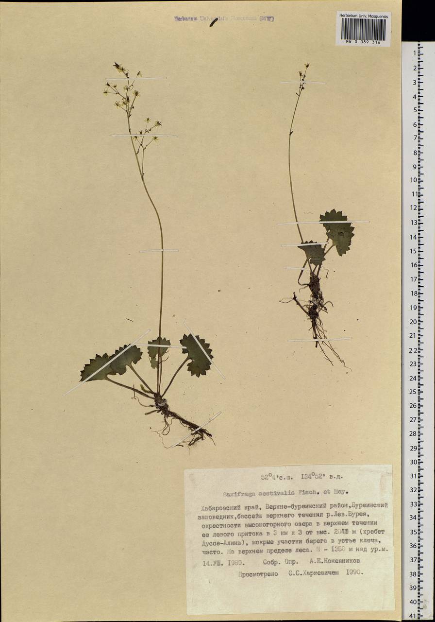 Micranthes nelsoniana subsp. aestivalis (Fisch. & C. A. Mey.) Elven & D. F. Murray, Siberia, Russian Far East (S6) (Russia)