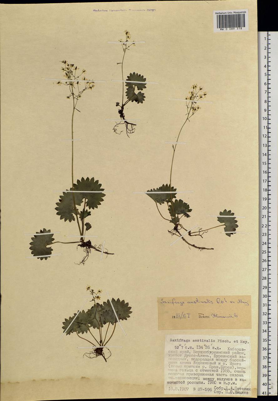 Micranthes nelsoniana subsp. aestivalis (Fisch. & C. A. Mey.) Elven & D. F. Murray, Siberia, Russian Far East (S6) (Russia)