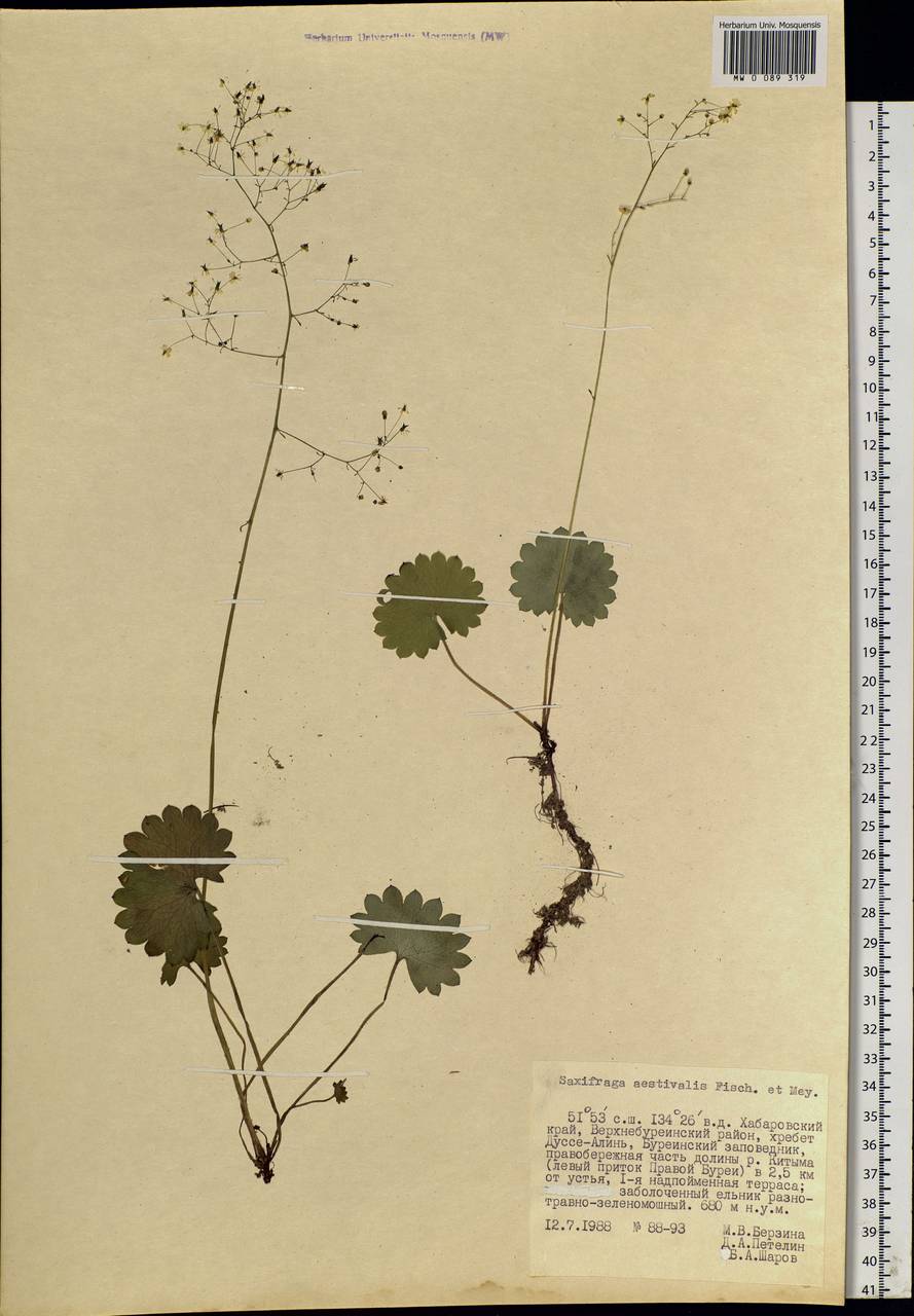 Micranthes nelsoniana subsp. aestivalis (Fisch. & C. A. Mey.) Elven & D. F. Murray, Siberia, Russian Far East (S6) (Russia)