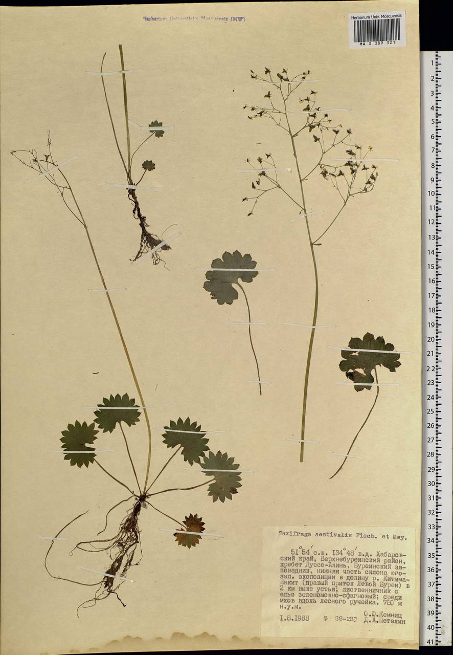 Micranthes nelsoniana subsp. aestivalis (Fisch. & C.A.Mey.) Elven & D.F.Murray, Siberia, Russian Far East (S6) (Russia)