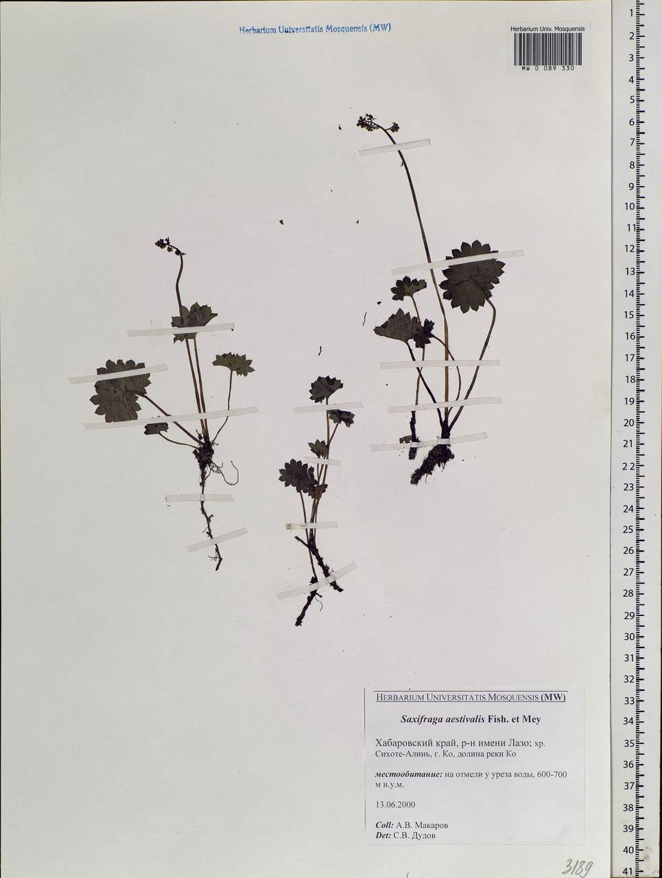 Micranthes nelsoniana subsp. aestivalis (Fisch. & C. A. Mey.) Elven & D. F. Murray, Siberia, Russian Far East (S6) (Russia)