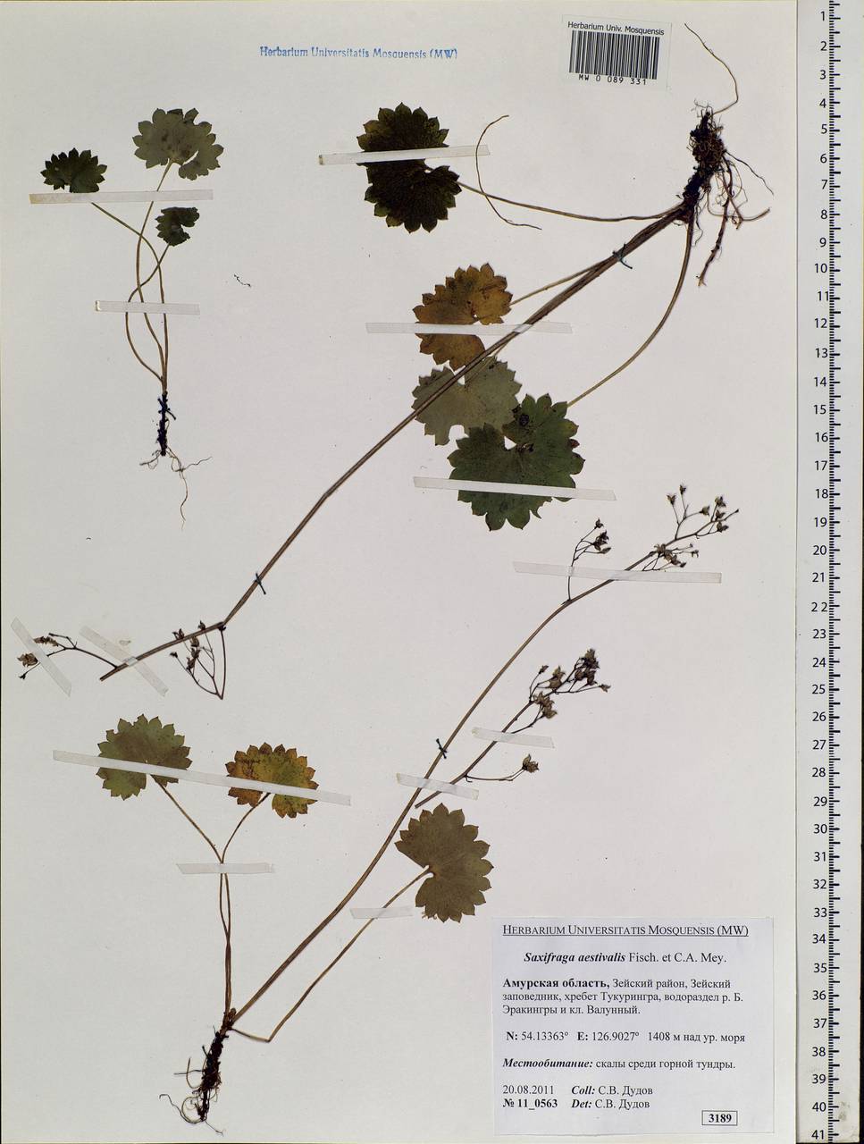 Micranthes nelsoniana subsp. aestivalis (Fisch. & C. A. Mey.) Elven & D. F. Murray, Siberia, Russian Far East (S6) (Russia)