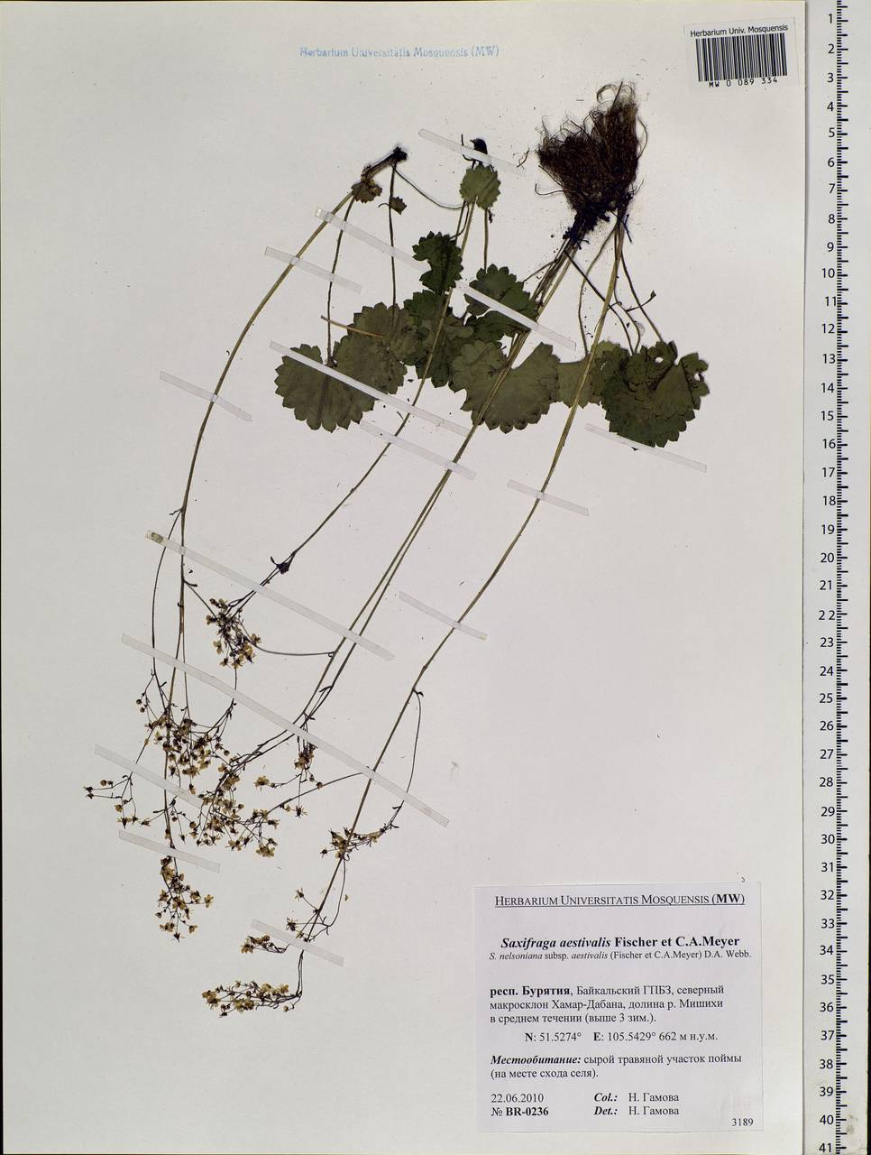 Micranthes nelsoniana subsp. aestivalis (Fisch. & C. A. Mey.) Elven & D. F. Murray, Siberia, Baikal & Transbaikal region (S4) (Russia)