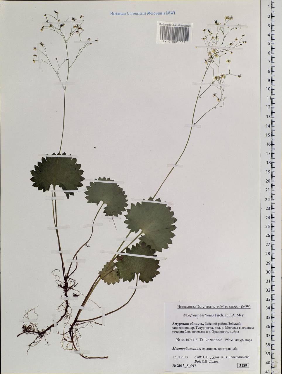 Micranthes nelsoniana subsp. aestivalis (Fisch. & C.A.Mey.) Elven & D.F.Murray, Siberia, Russian Far East (S6) (Russia)