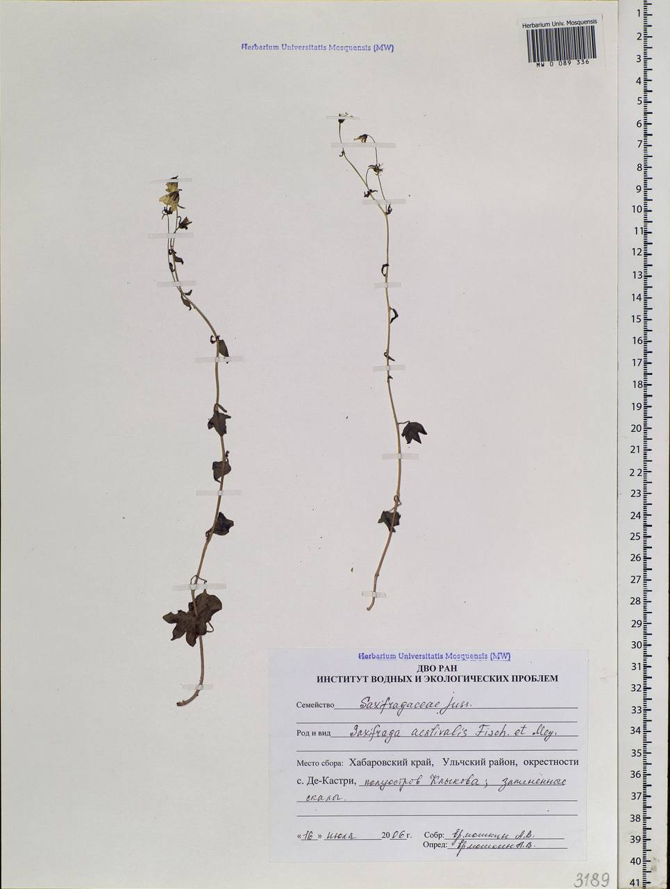 Micranthes nelsoniana subsp. aestivalis (Fisch. & C. A. Mey.) Elven & D. F. Murray, Siberia, Russian Far East (S6) (Russia)