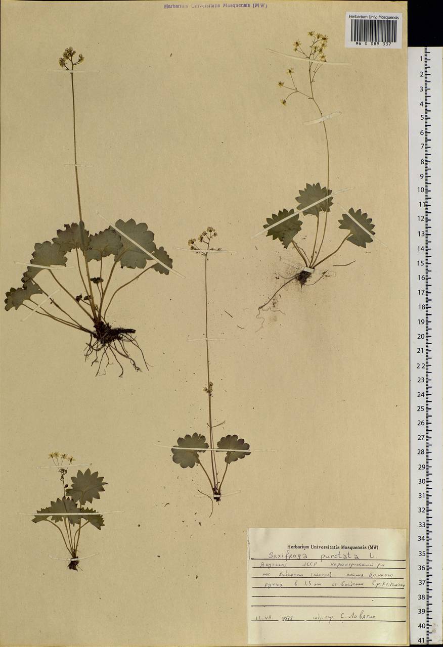 Micranthes nelsoniana subsp. aestivalis (Fisch. & C.A.Mey.) Elven & D.F.Murray, Siberia, Yakutia (S5) (Russia)