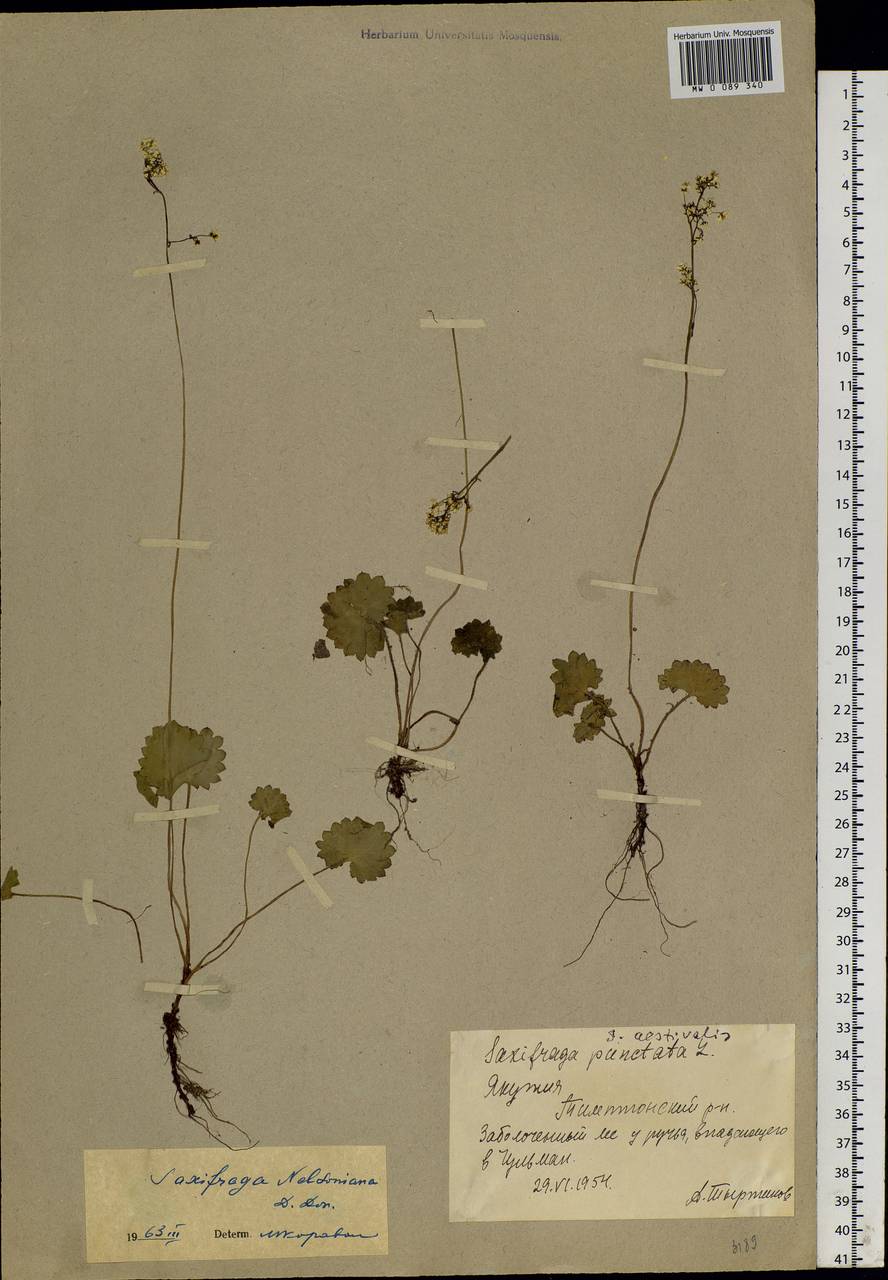 Micranthes nelsoniana subsp. aestivalis (Fisch. & C. A. Mey.) Elven & D. F. Murray, Siberia, Yakutia (S5) (Russia)