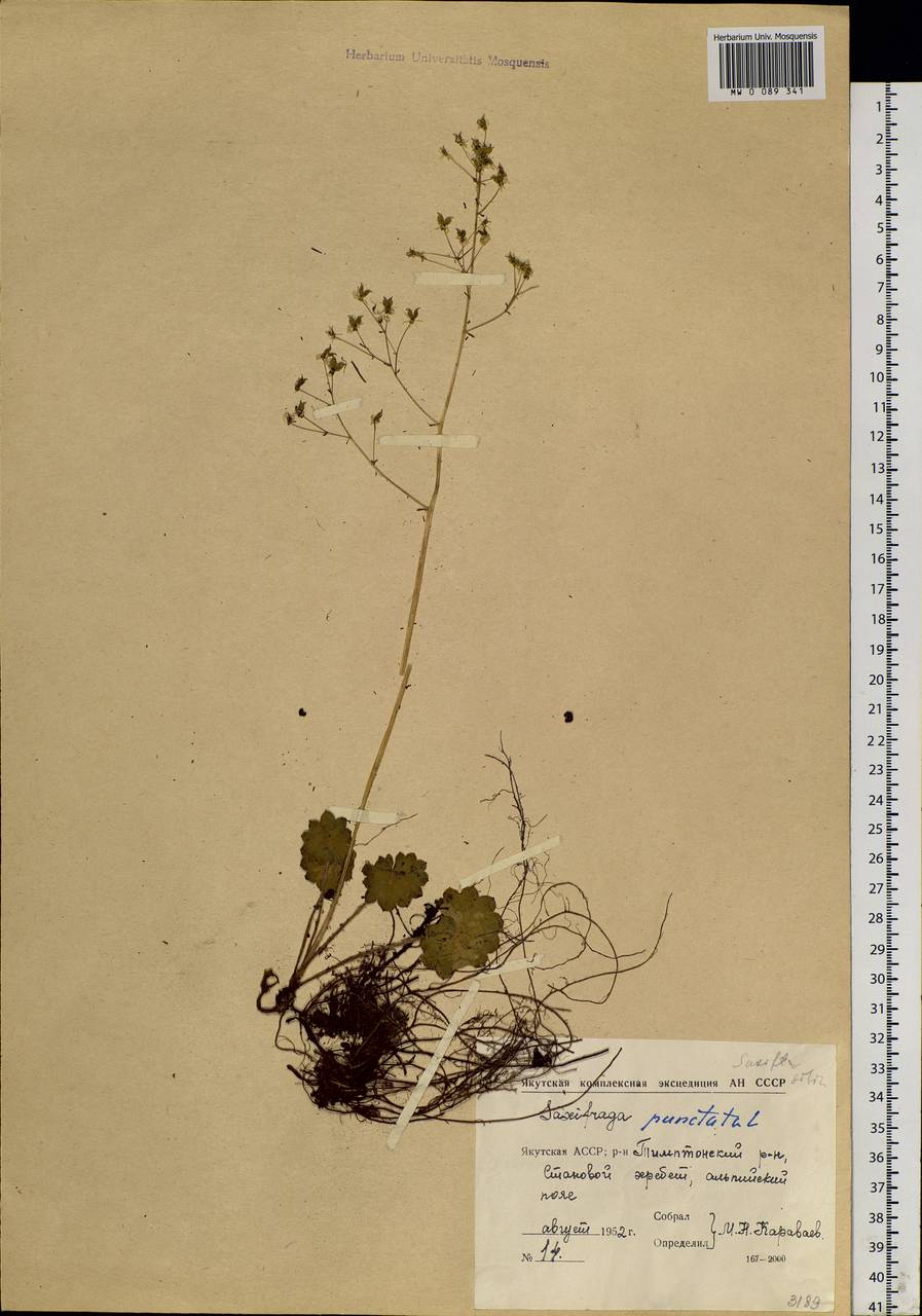 Micranthes nelsoniana subsp. aestivalis (Fisch. & C. A. Mey.) Elven & D. F. Murray, Siberia, Yakutia (S5) (Russia)