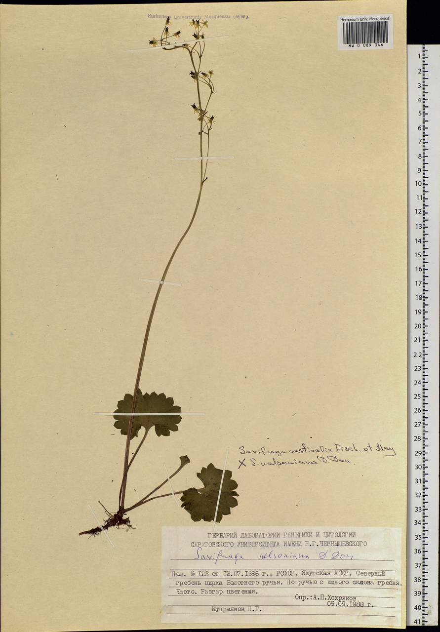 Micranthes nelsoniana subsp. aestivalis (Fisch. & C. A. Mey.) Elven & D. F. Murray, Siberia, Yakutia (S5) (Russia)