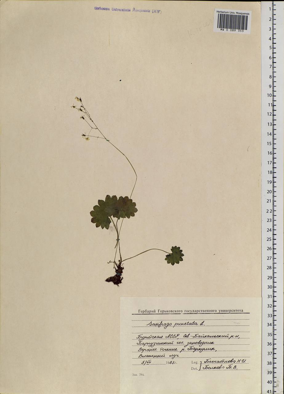 Micranthes nelsoniana subsp. aestivalis (Fisch. & C. A. Mey.) Elven & D. F. Murray, Siberia, Baikal & Transbaikal region (S4) (Russia)