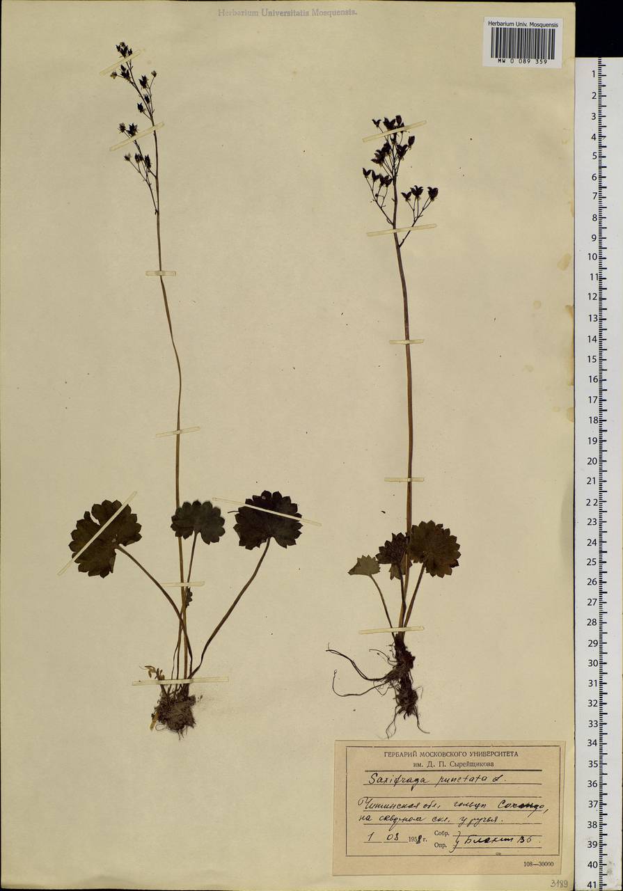 Micranthes nelsoniana subsp. aestivalis (Fisch. & C. A. Mey.) Elven & D. F. Murray, Siberia, Baikal & Transbaikal region (S4) (Russia)