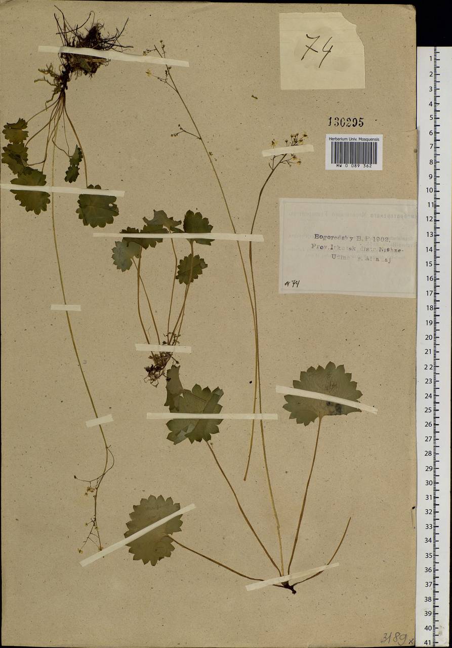 Micranthes nelsoniana subsp. aestivalis (Fisch. & C. A. Mey.) Elven & D. F. Murray, Siberia, Baikal & Transbaikal region (S4) (Russia)