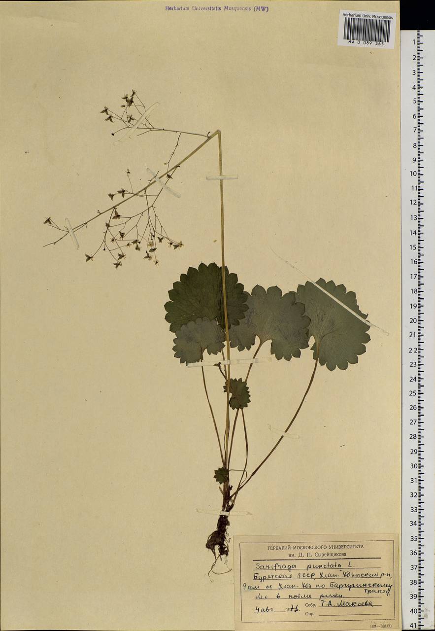 Micranthes nelsoniana subsp. aestivalis (Fisch. & C. A. Mey.) Elven & D. F. Murray, Siberia, Baikal & Transbaikal region (S4) (Russia)
